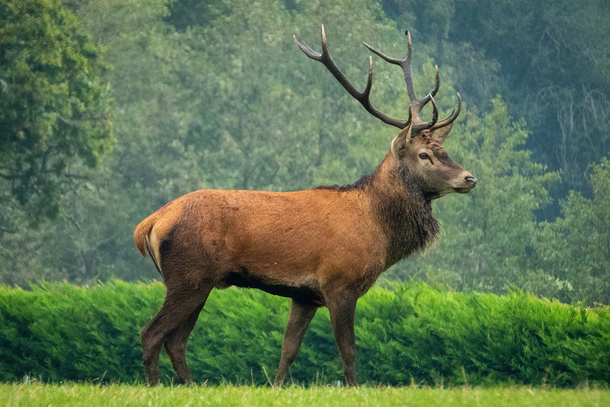Deer-management Deer Management, Wildlife Control