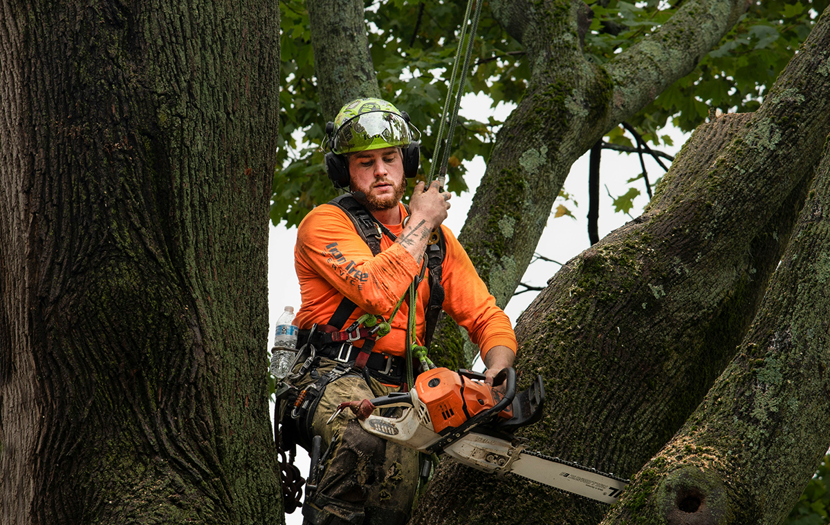 Tree-management-Services Tree Management, Estate Management, Tengu Services